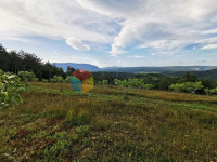 Bio plantaža smokava u unutrašnjosti Istre