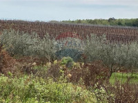 Poreč, okolica, poljoprivredno zemljište 30000m2