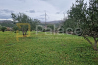 Uređeni maslinik, Dubrava kod Šibenika, 2798 m2